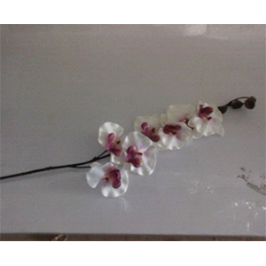 Orquidea morada