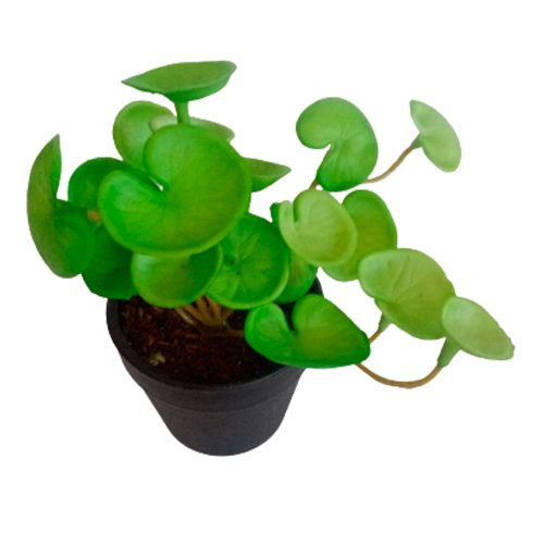 Planta pilea verde