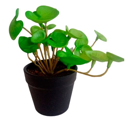 Planta pilea verde