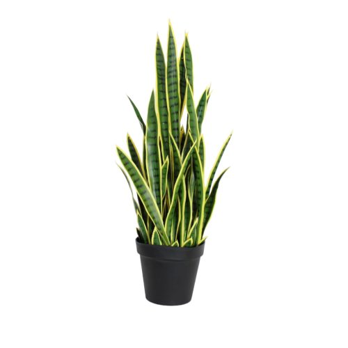 Planta de sansevieria color