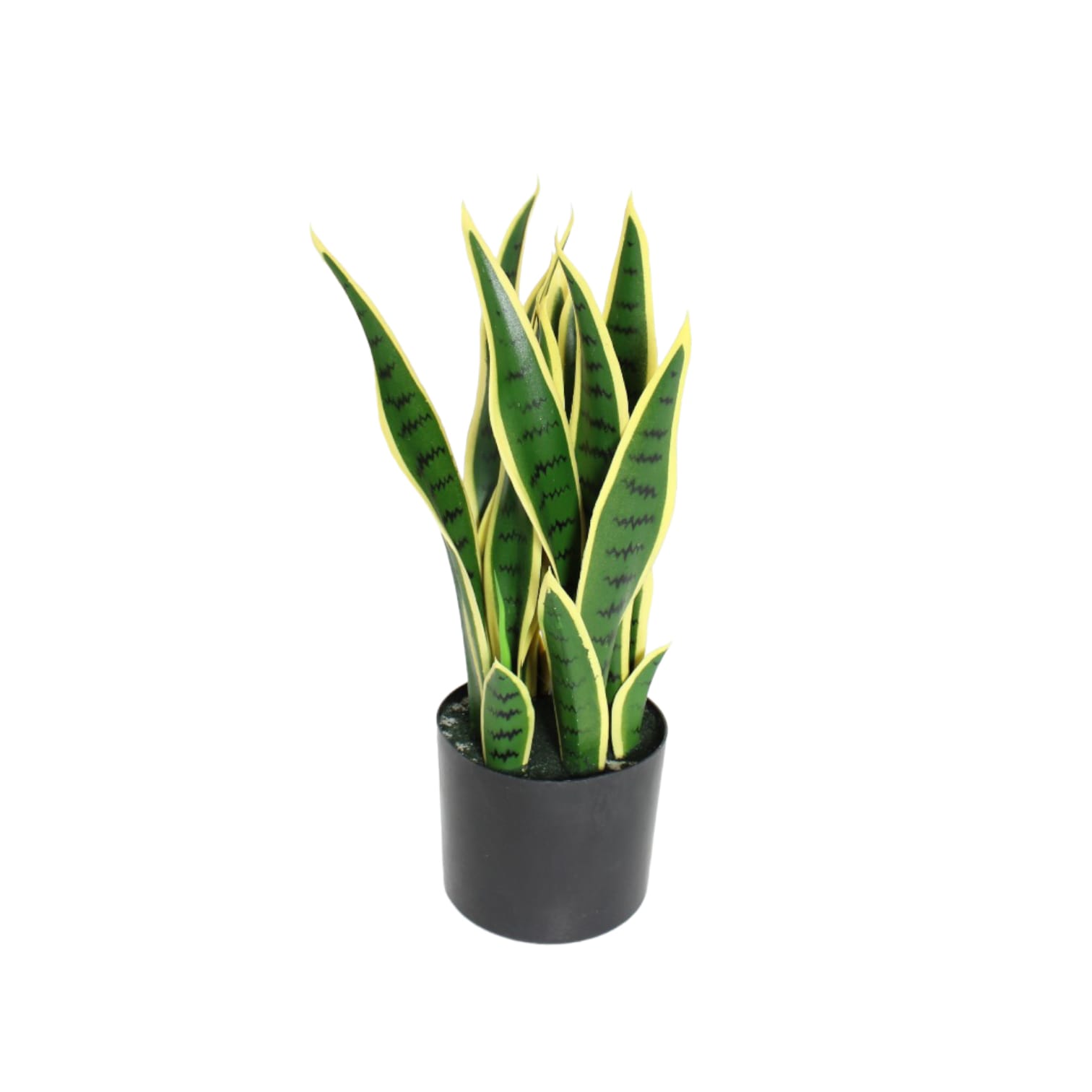 Planta de sansevieria color