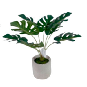 Planta de Monstera verde