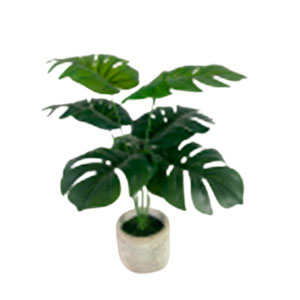 Planta de Monstera verde - Galerías el Triunfo - 025072097074