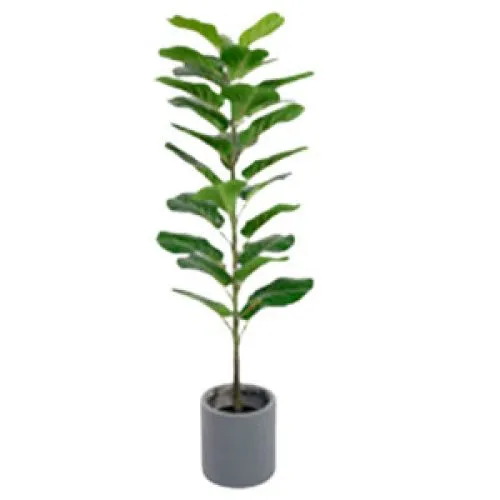 Planta Ficus verde