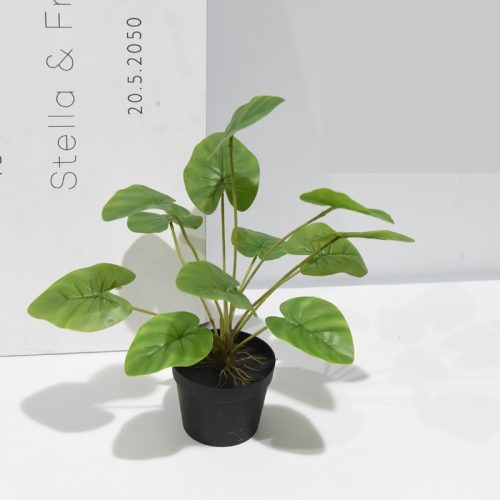 Planta scindapsus con 12