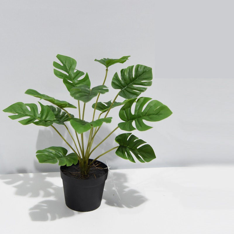 Planta monstera con 12 - Galerías el Triunfo - 025072097086