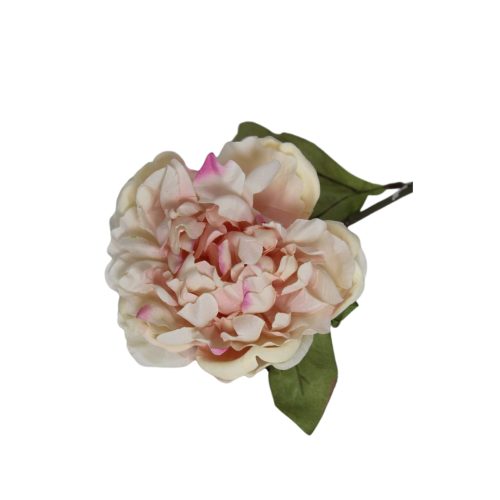 Flor de peonía seca