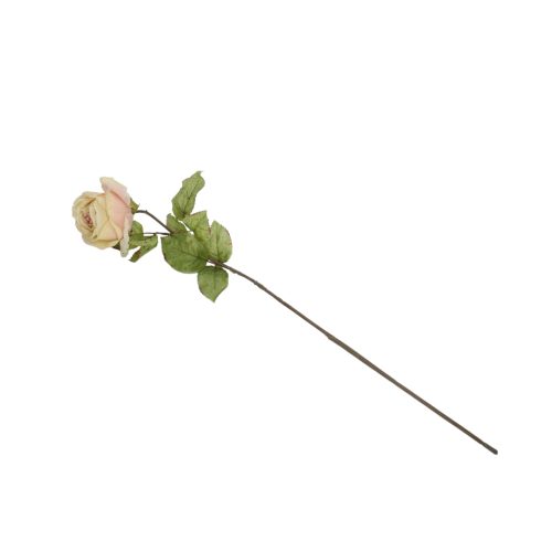 Flor de peonía seca