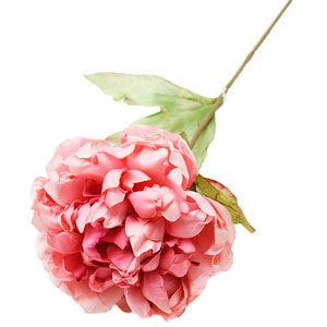 Flor de peonía seca
