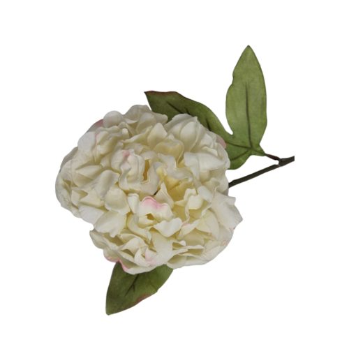 Flor de peonía seca