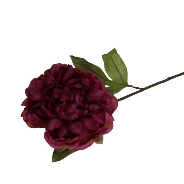 Flor de peonía seca - Image 2