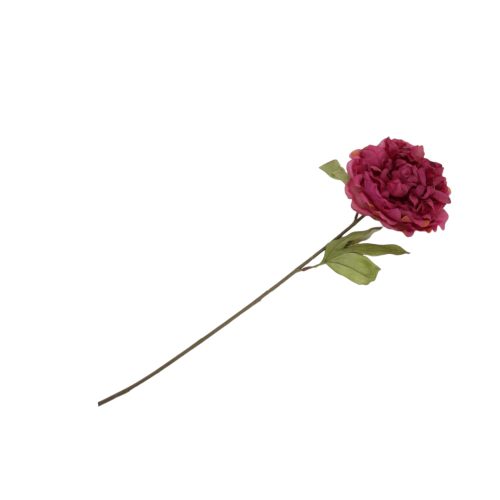 Flor de peonía seca