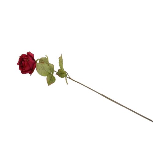 Flores secas de Rose