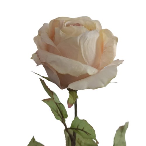 Flores secas de Rose