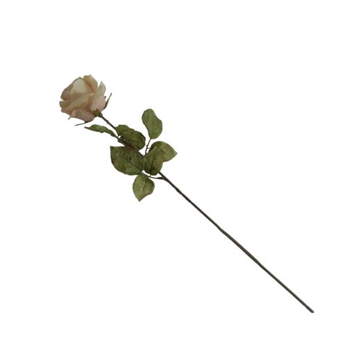 Flores secas de Rose