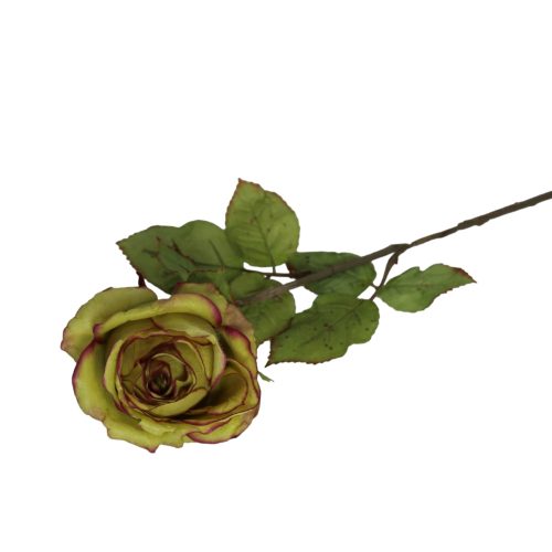 Flores secas de Rose