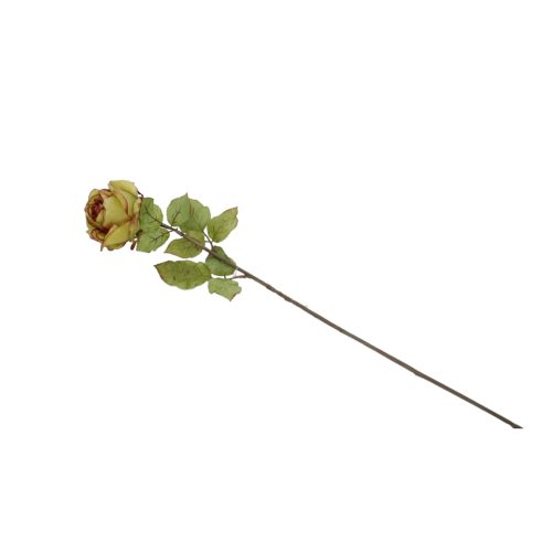 Flores secas de Rose