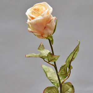 Flores secas de
