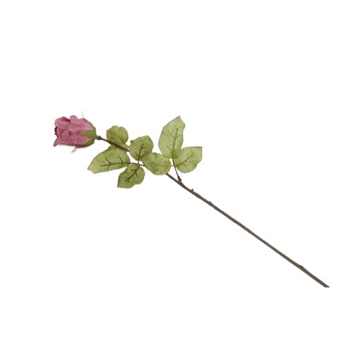 Flores secas de Rosa