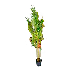 Árbol de bambú verde