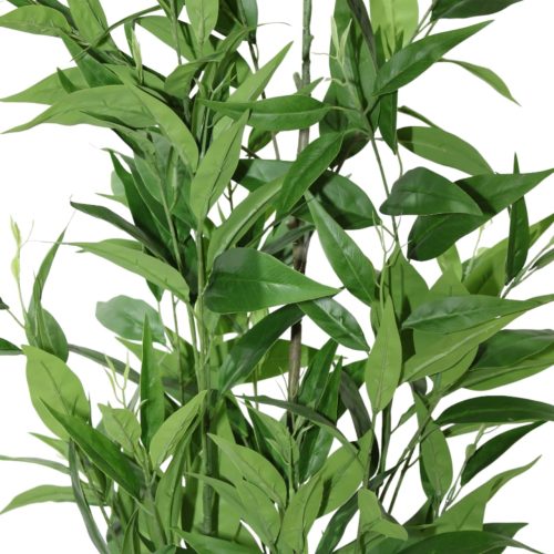 Planta de eucalipto verde