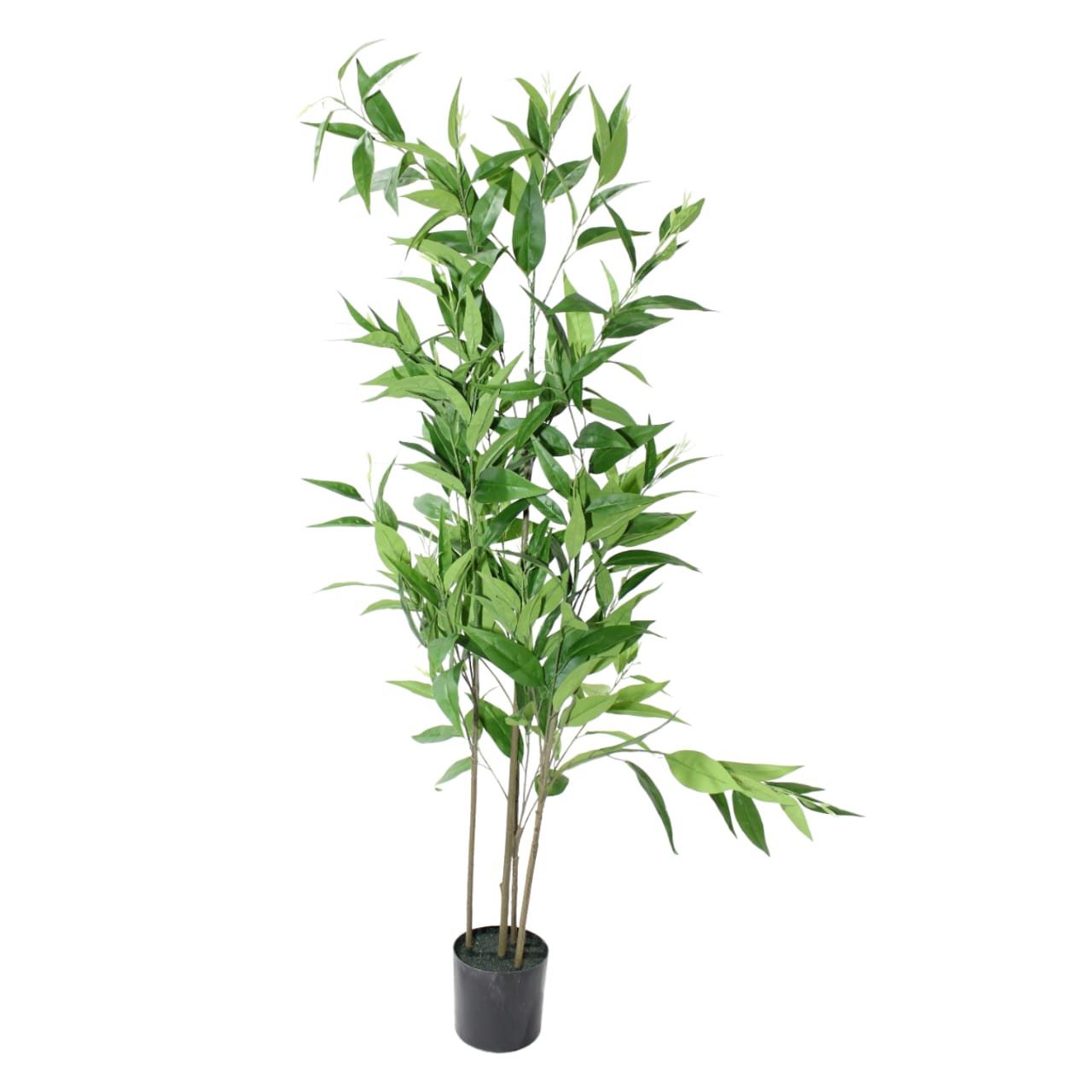 Planta de eucalipto verde - Galerías el Triunfo - 025072097141