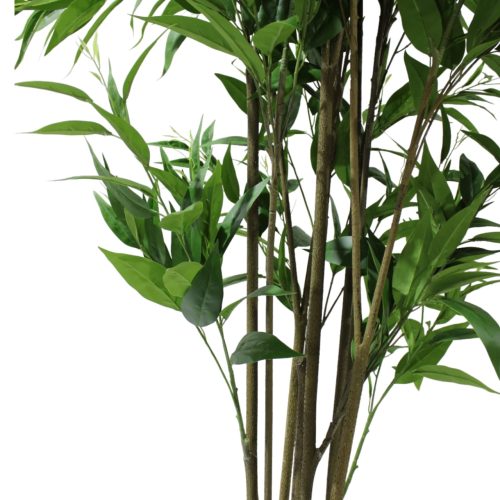 Planta de eucalipto