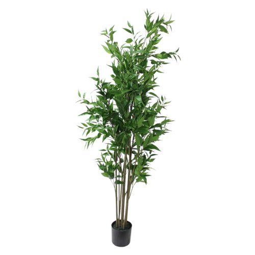 Planta de eucalipto