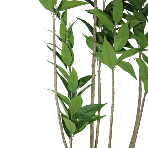 Planta de eucalipto