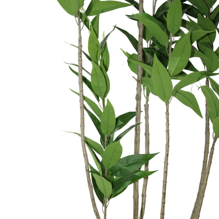 Planta de eucalipto - Image 2