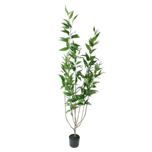 Planta de eucalipto