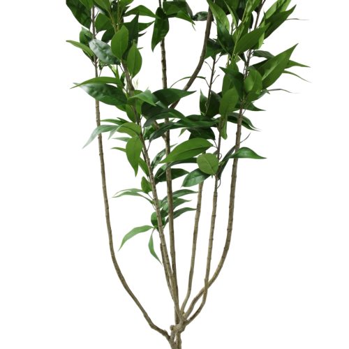 Planta de eucalipto