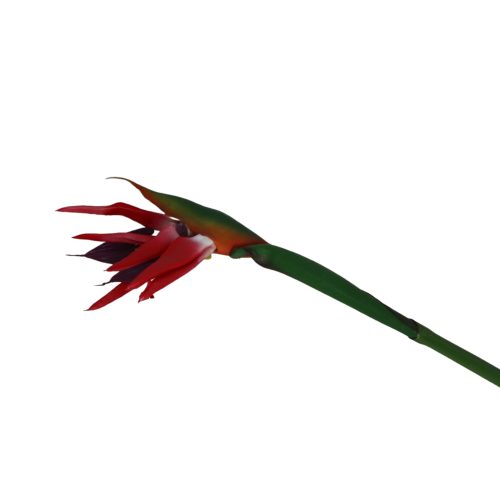Flor de Ave del
