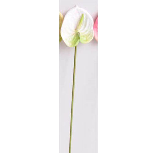 Flor de anturio blanca