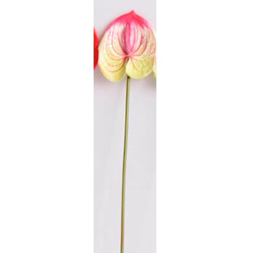 Flor de anturio rosa