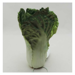 Lechuga