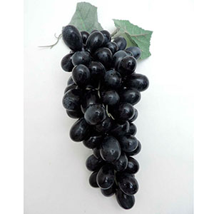 Ramo de uvas negras