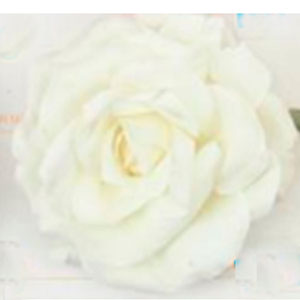 Flor con rosa blanca