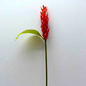 Vara con flor roja