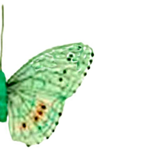 Mariposa verde con pinza