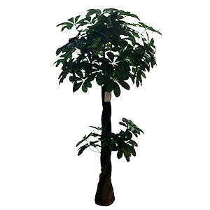 Árbol de hojas verdes - Galerías el Triunfo - 221001736214