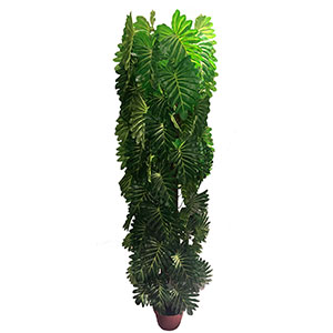 Árbol de hojas verdes - Galerías el Triunfo - 221001736219