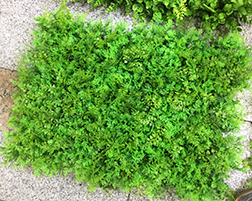 Tapete de follaje verde