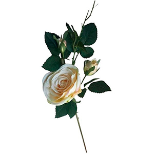 Vara de Rosas boton