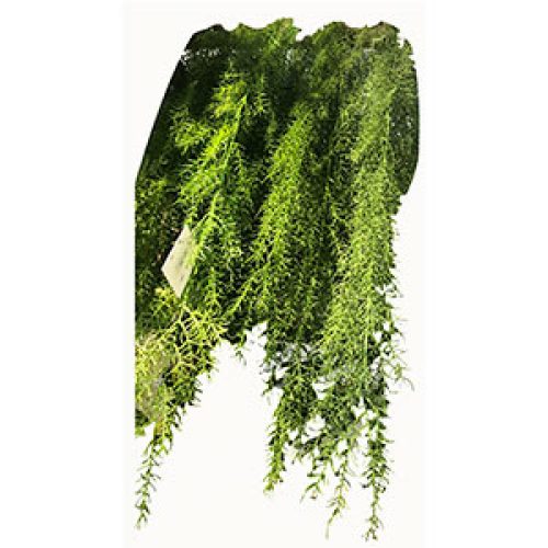 Vara de follaje verde