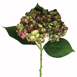 Vara de Hortensia verde
