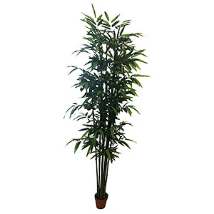 Planta en maceta