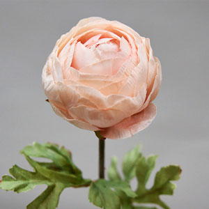 Flor de camelia seca