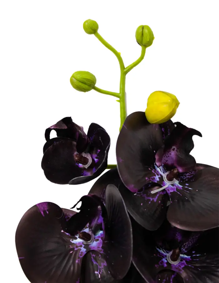 Vara de orquidea morada oscura de 1x73x1cm - Image 2