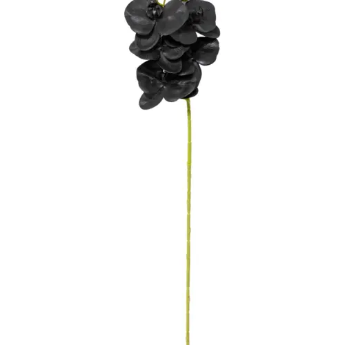 Vara de orquidea negra de 1x67x1cm